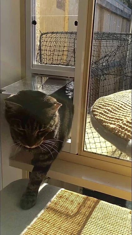 Cat Window Insert