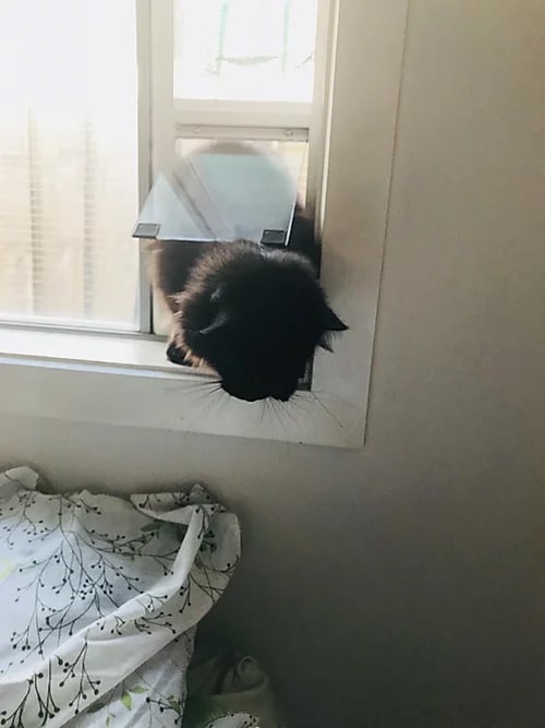 Cat Window Insert