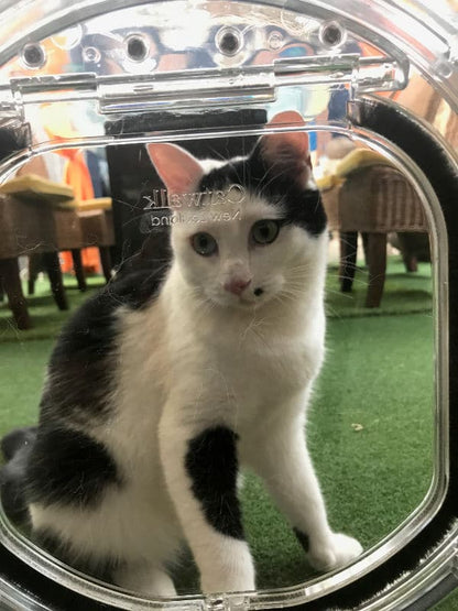 Pet-Tek Catwalk Cat &amp; Small Dog Door