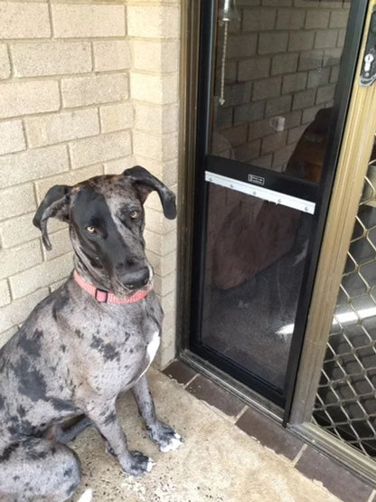 Great Dane Pet Door Insert for a Sliding Door