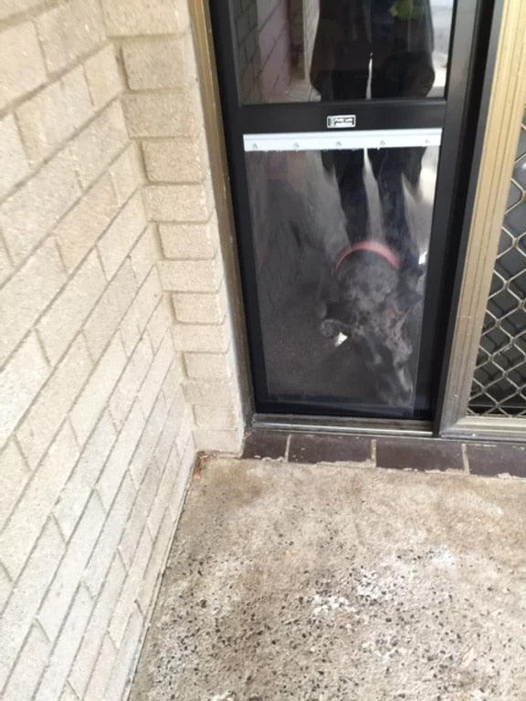 Great Dane Pet Door Insert for a Sliding Door