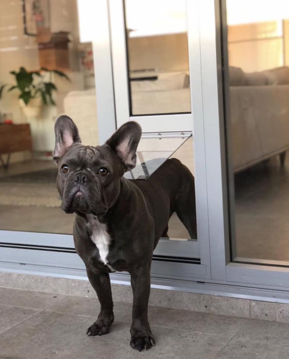 Medium Pet Door Insert for a Sliding Door