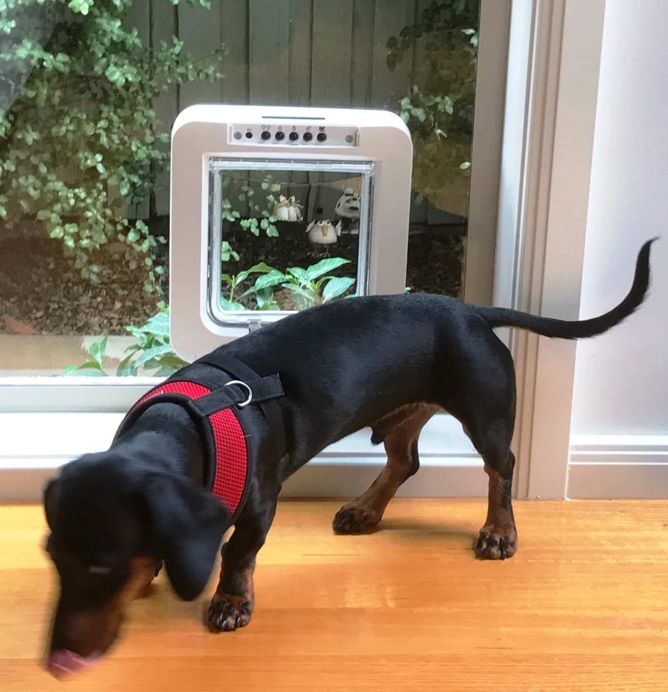 SureFlap Microchip Pet Door Connect + Hub SET -  App Controlled Microchip Technology