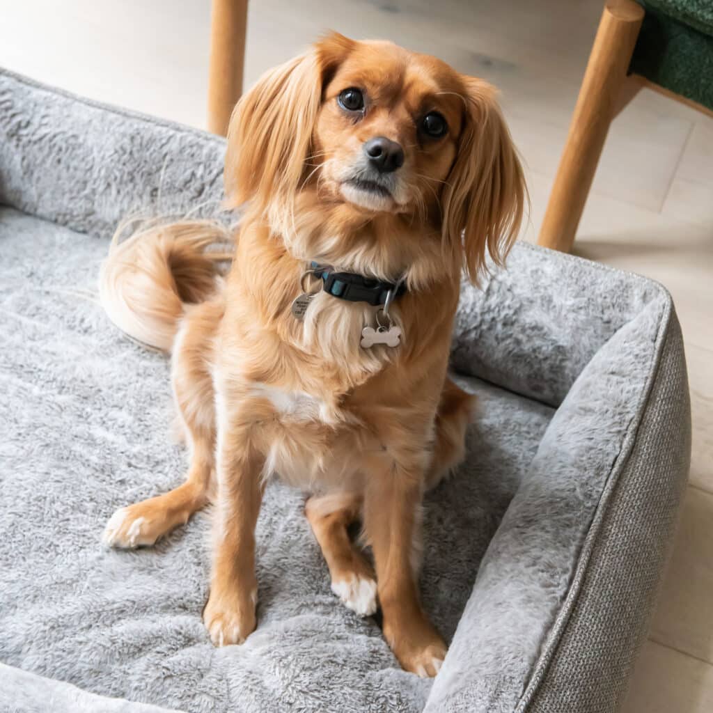 Superior Pet Goods Ortho Dog Haven Puppacino Dog Bed