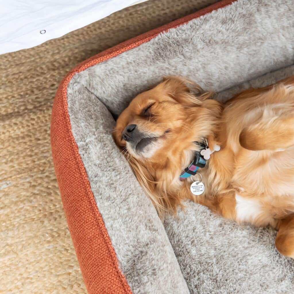 Superior Pet Goods Ortho Dog Haven Sienna Dog Bed