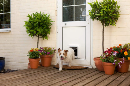 Dog Door