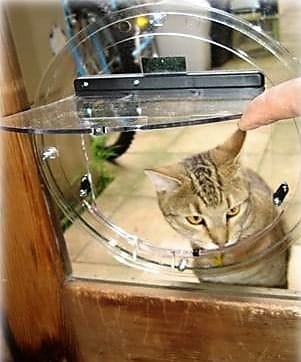 Transcat Cat Door - Clear