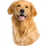 Large Dog Doors