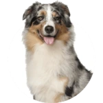 Medium Dog Doors