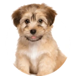 Small Dog Doors