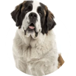 XL Dog Doors